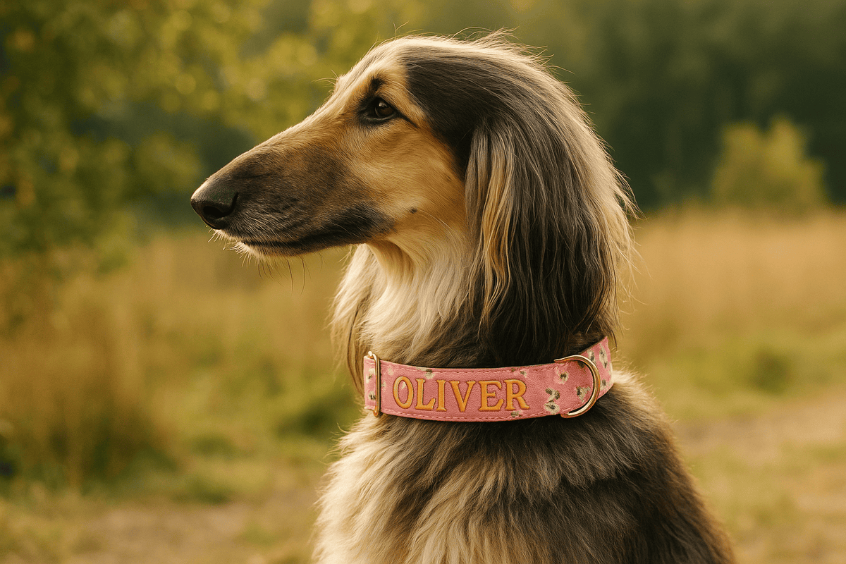 Collier pour chien personnalisé et race : comment bien adapter le style ?