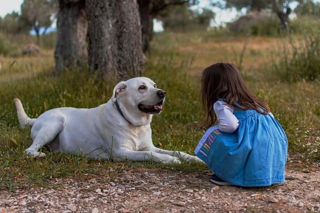 Combien de temps garder le même collier pour son chien ?