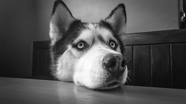 Comment entretenir un collier chien bleu ?