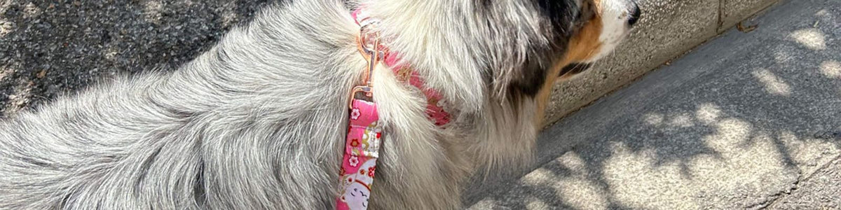 Laisses personnalisées pour chien