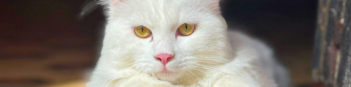 Le Chat Sibérien : Découvrez l'excellence de Majestic Siberian Cats