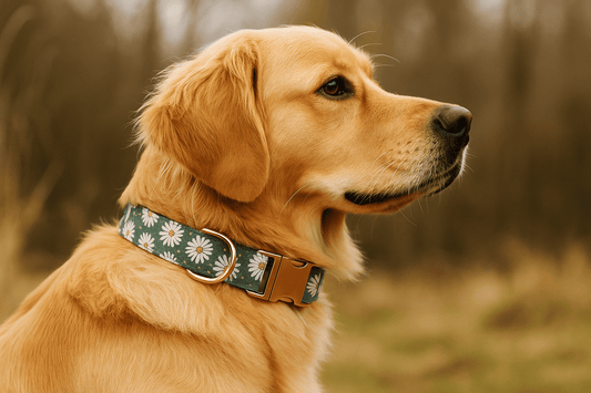 idees-personnalisation-collier-chien
