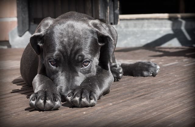Pourquoi choisir un collier chien bleu ?