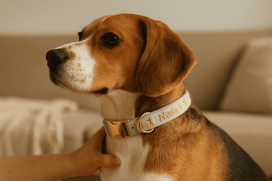 quoi ecrire collier chien personnalise