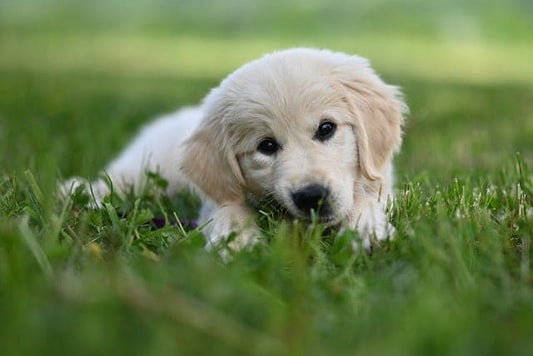 taille-collier-chiot-chien-adulte