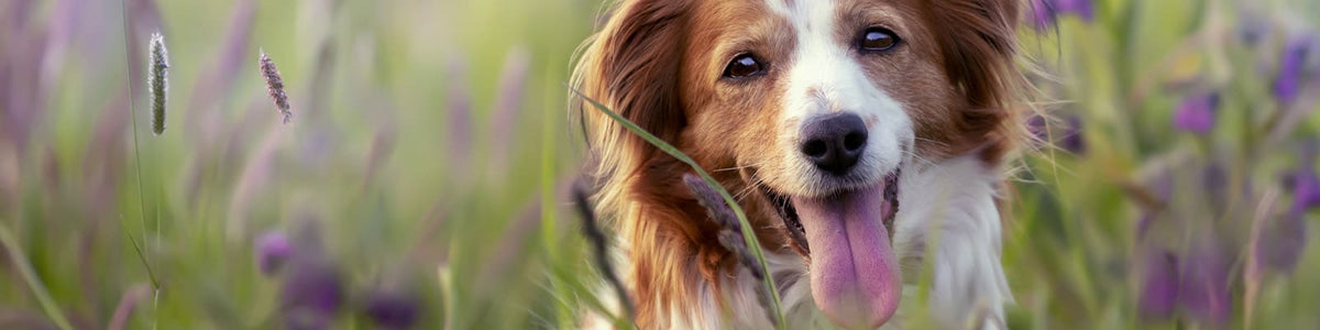 Soldes Chien : Offrez le Meilleur à Votre Compagnon à Prix Doux