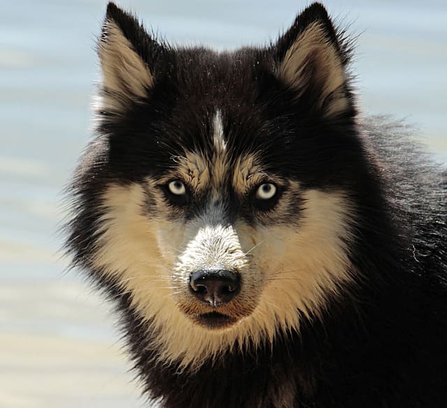Un collier chien bleu pour les femelles ? Et pourquoi pas !