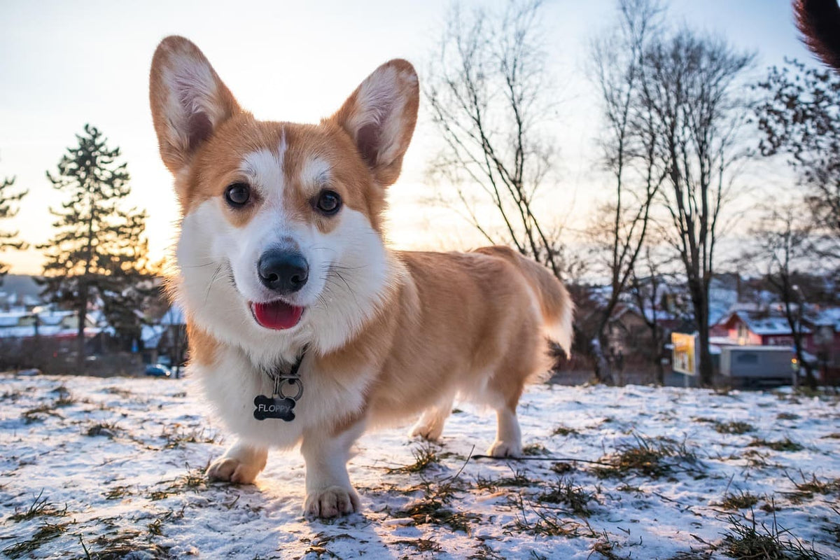 Collier chien femelle : comment choisir la couleur idéale selon le pelage