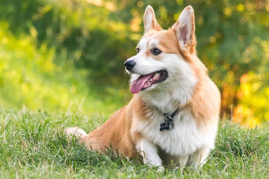 collier-chien-femelle-douceur-charme