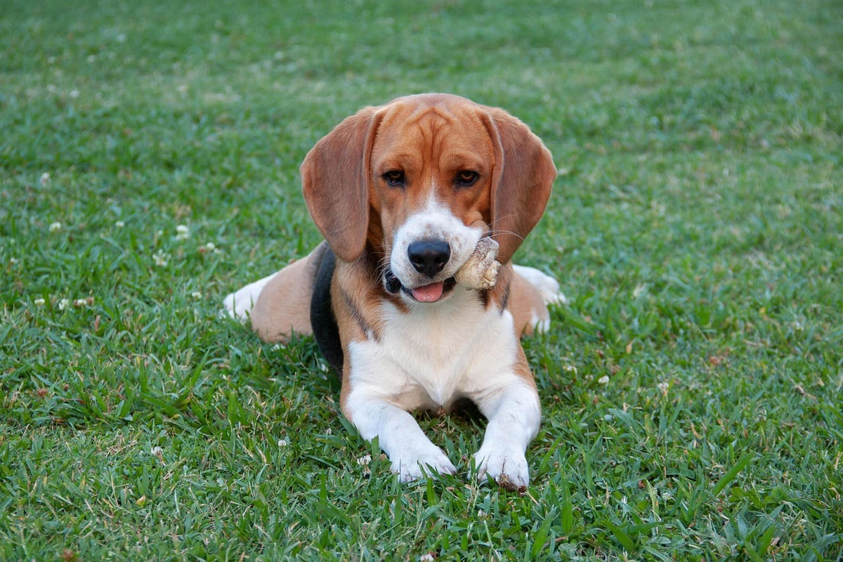 Collier chien personnalisable : les meilleures couleurs pour chaque saison