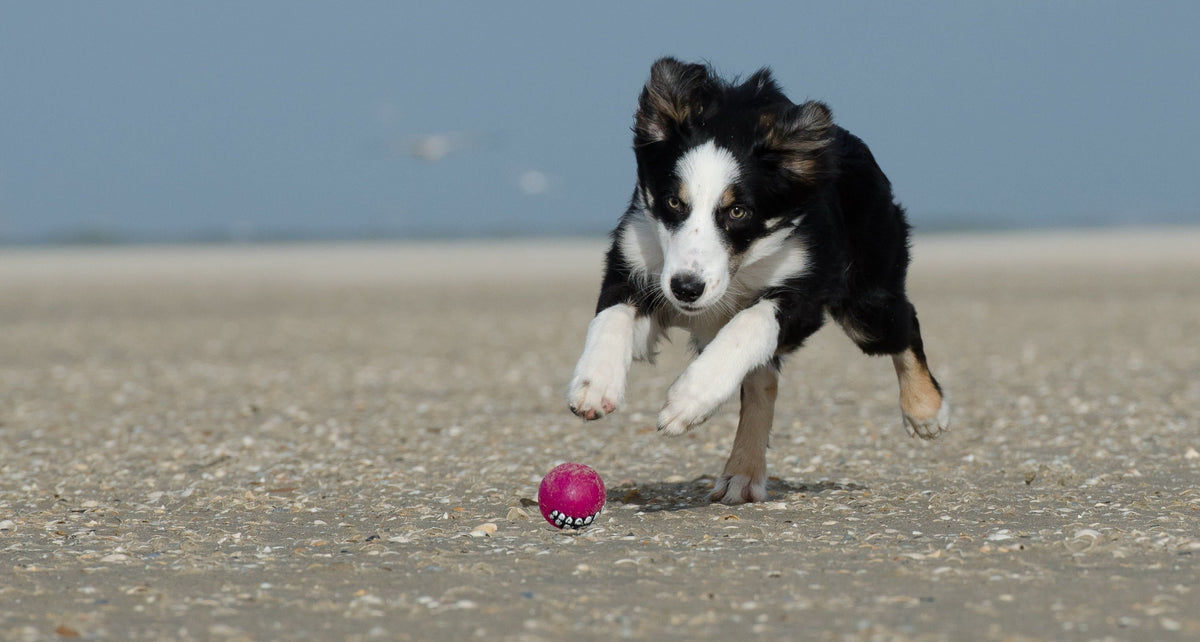 Collier Anti-Stress pour Chien : Avis, Efficacité et Conseils