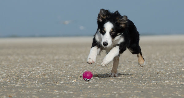 Collier Anti-Stress pour Chien : Avis, Efficacité et Conseils