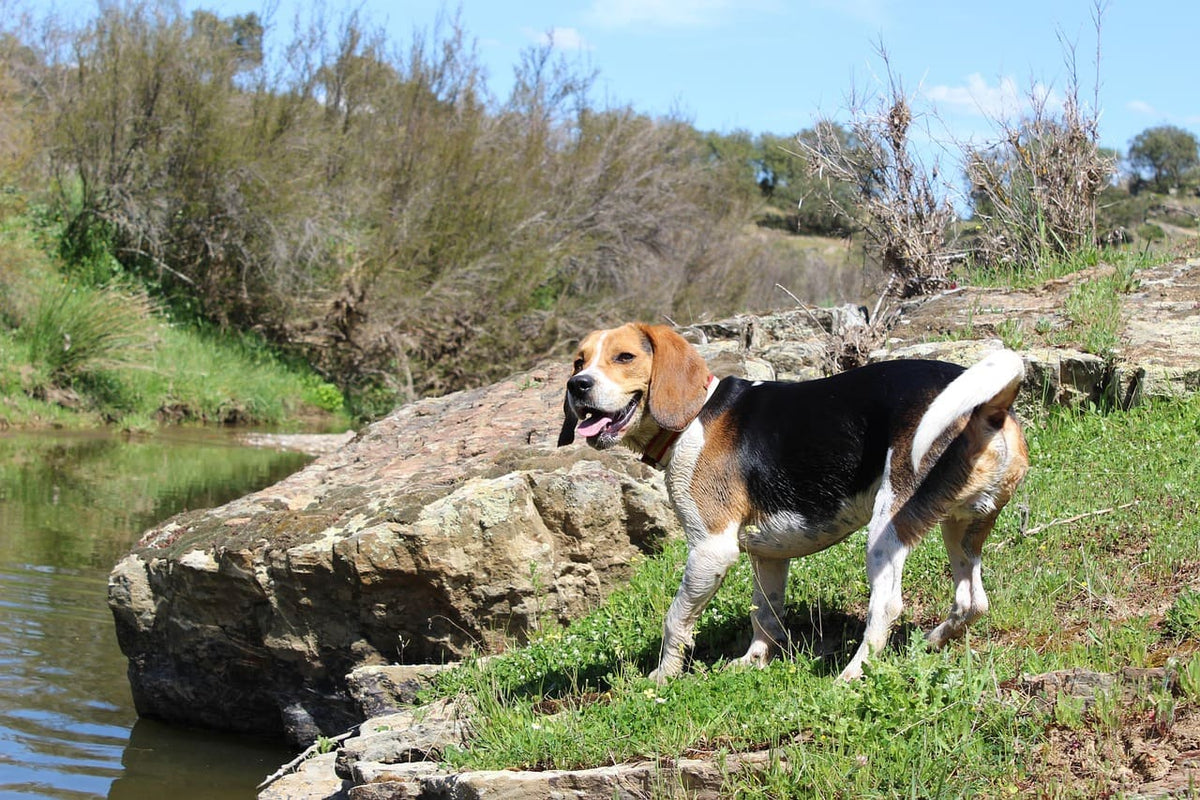 Collier chien personnalisé prénom : un cadeau parfait pour les amoureux des chiens