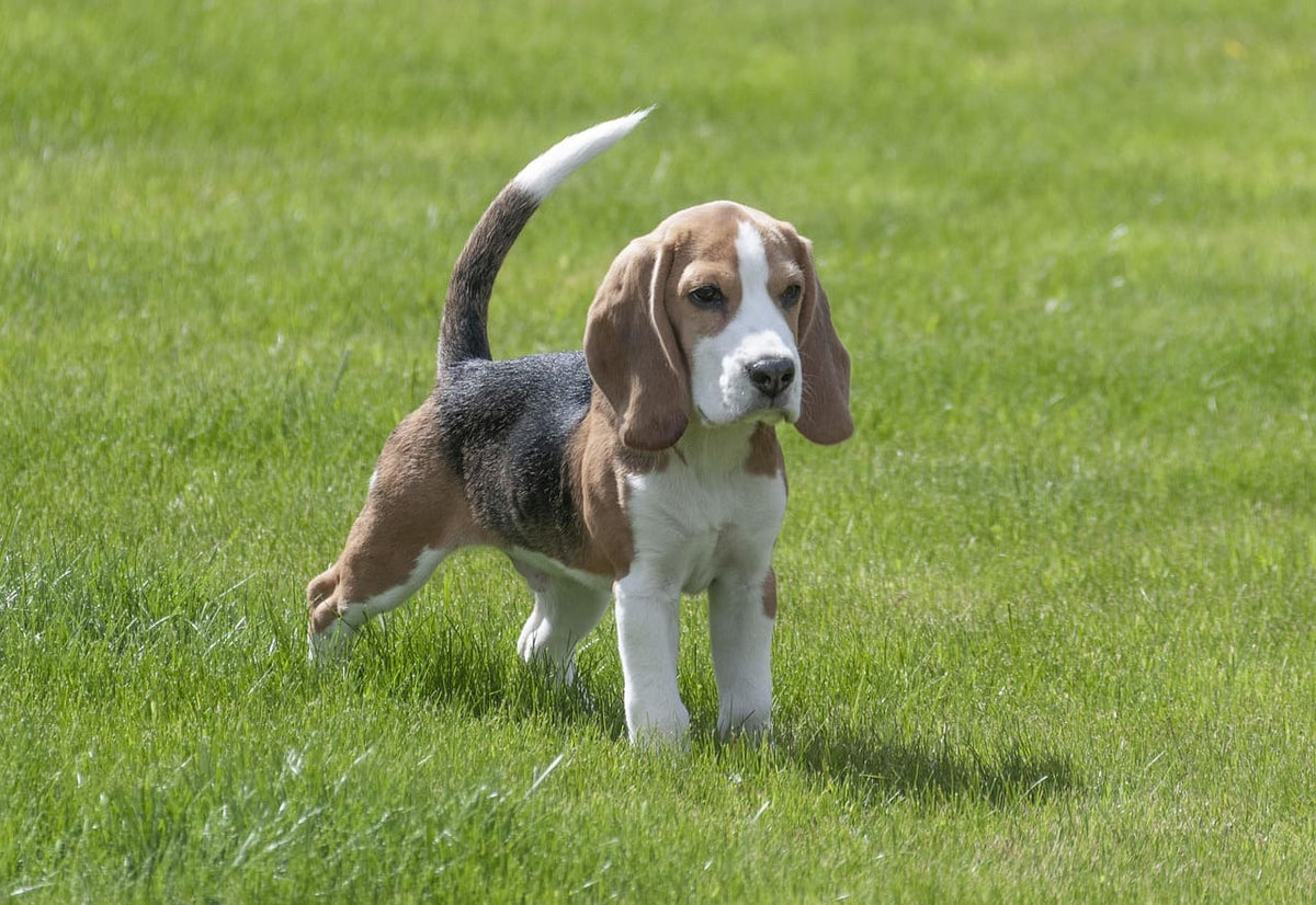Collier chien personnalisé prénom : sécurité et élégance pour votre compagnon
