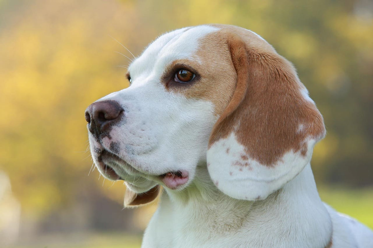 Collier chien personnalisé prénom : comment bien choisir la taille et la couleur