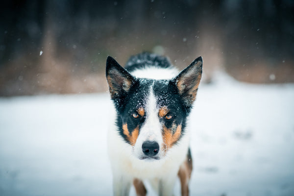 Collier Chien Silencieux : Les bienfaits pour ses oreilles