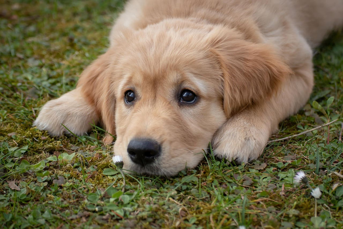 Collier Petit Chien Personnalisé : Le confort des minis
