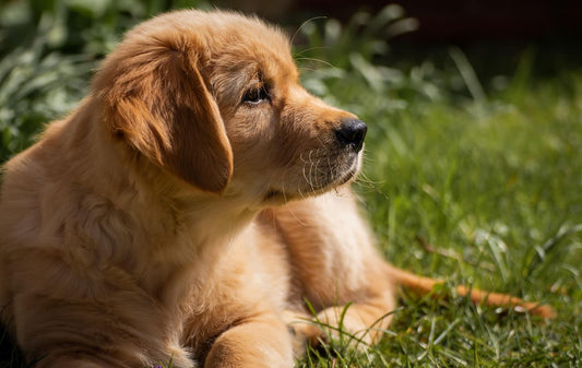 collier-chien-qui-nabime-pas-le-poil-confort