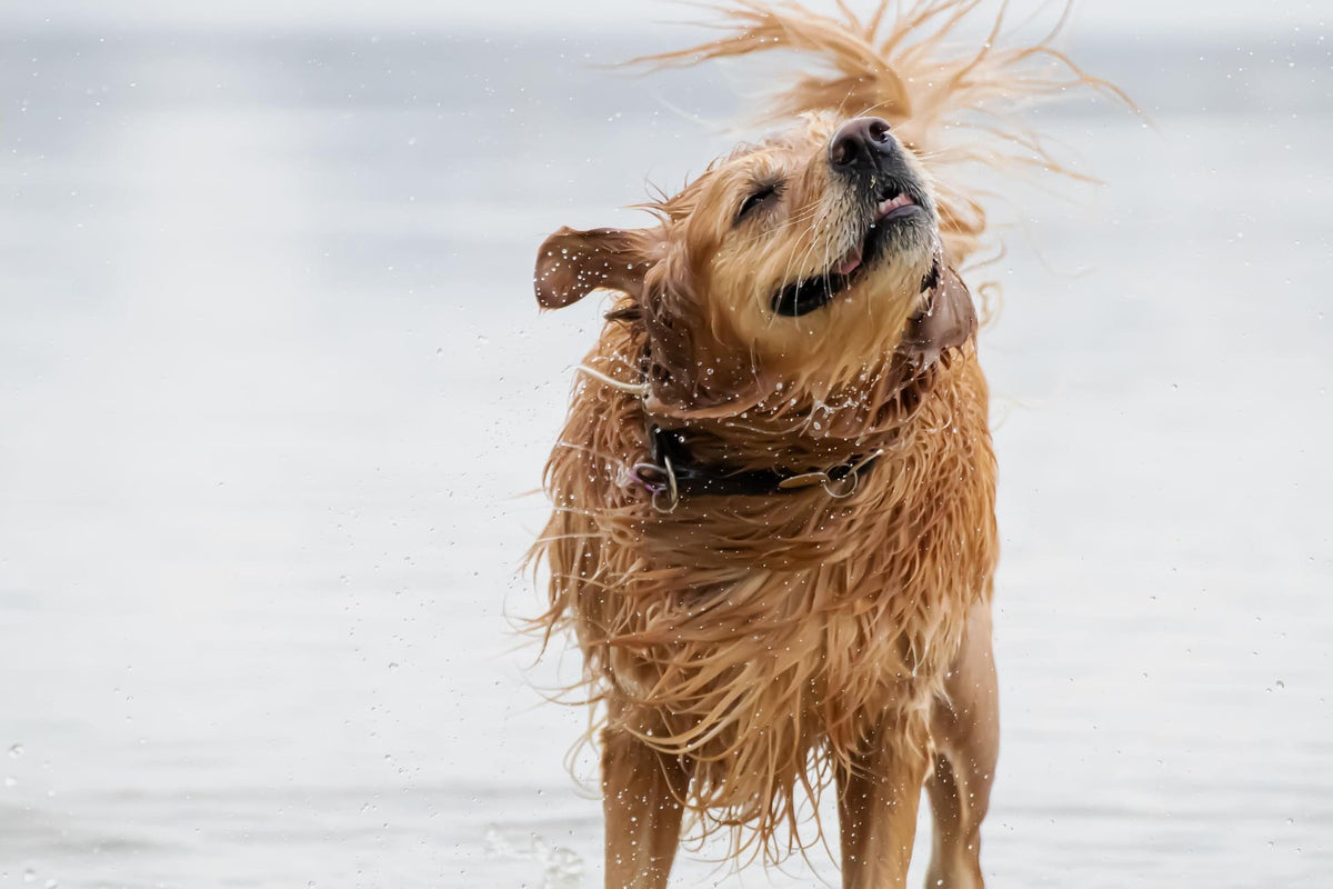 Collier Chien Large ou Moyen : Quelle largeur choisir ?