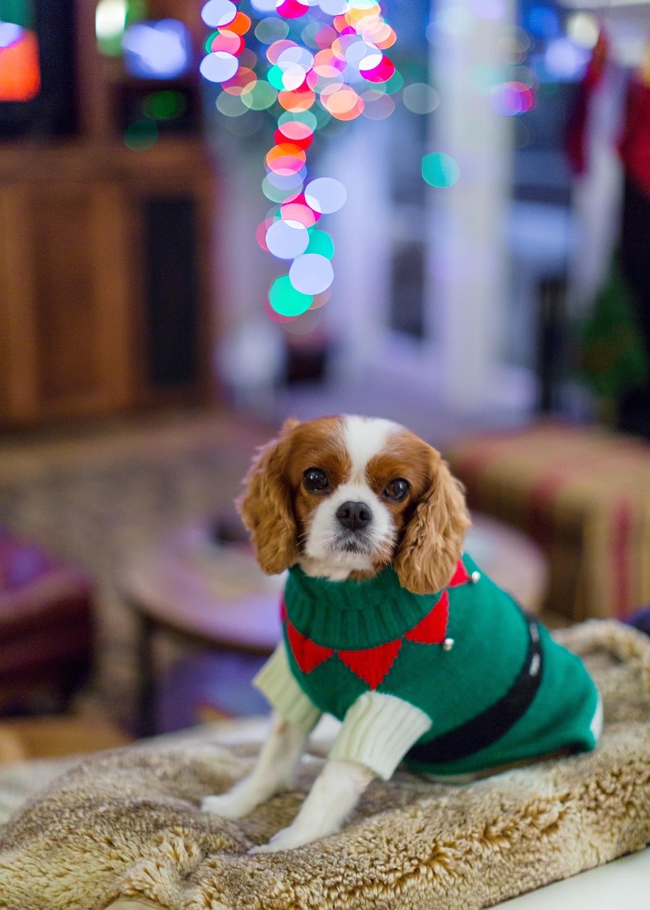 Cadeau Noël pour chien : pourquoi offrir une box de Noël personnalisée ?