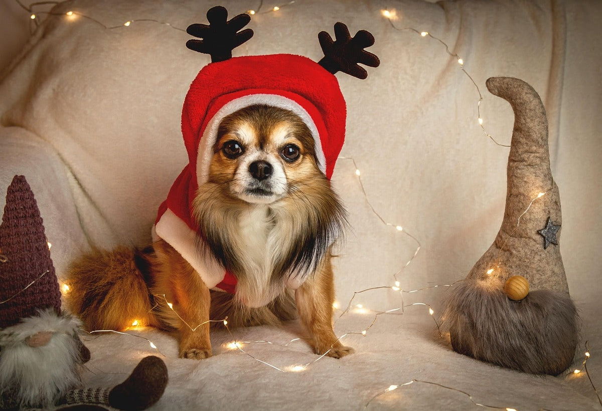 Box cadeau pour chien : l’idée la plus originale pour faire plaisir