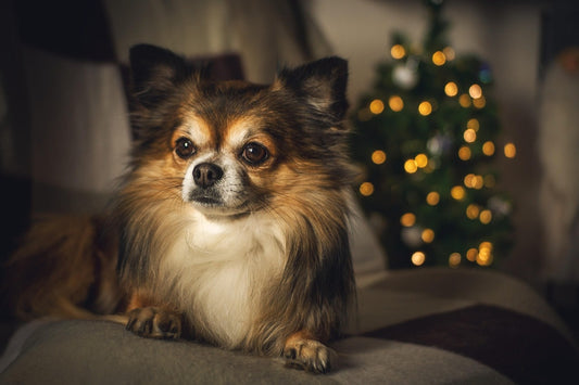 cadeau-pour-chien-noel-magique-personnalise