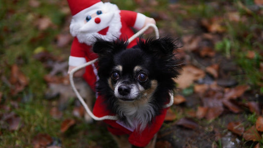 cadeau-chien-amoureux