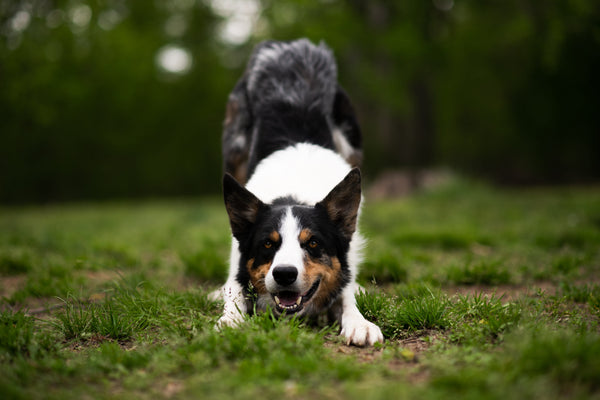 Bouclerie de Collier pour Chien : Métal ou Plastique ?