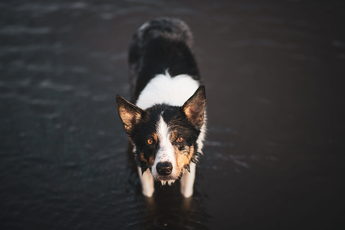 Collier pour Chien de Berger : L'allié des chiens actifs