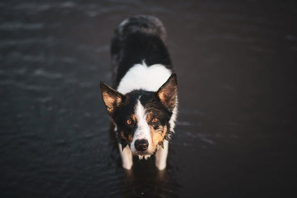 Collier pour Chien de Berger : L'allié des chiens actifs
