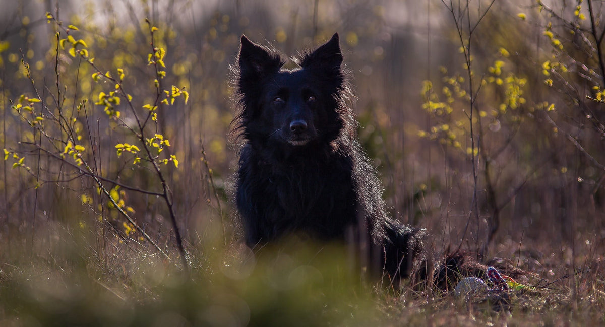 Collier pour Chien Personnalisé avec Prénom : Le Guide