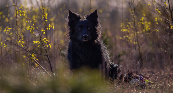 Collier pour Chien Personnalisé avec Prénom : Le Guide