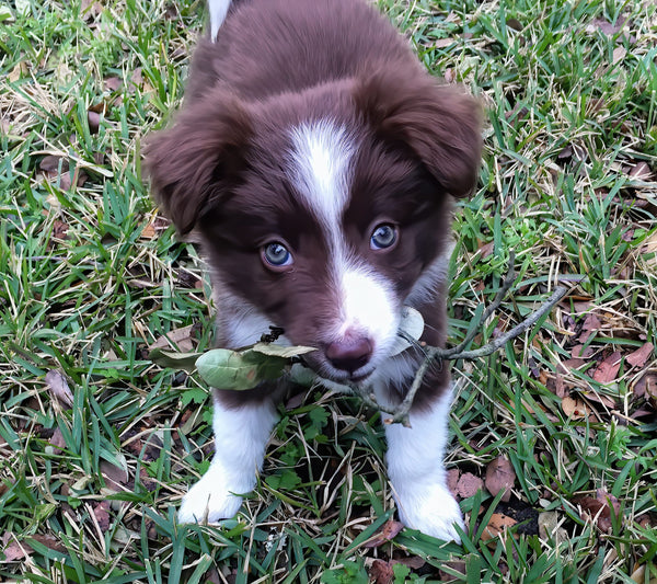Collier Chien et Éducation Positive : Le Guide Bienveillant