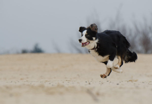 Collier pour Chien Personnalisé : L'accessoire ultime ?