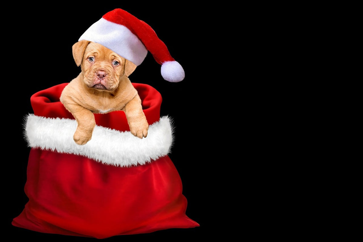 Cadeau pour chien : un coffret utile et personnalisé pour les fêtes !