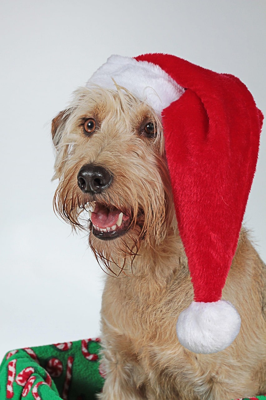 Cadeaux chien : toutes nos idées pour gâter votre compagnon à Noël