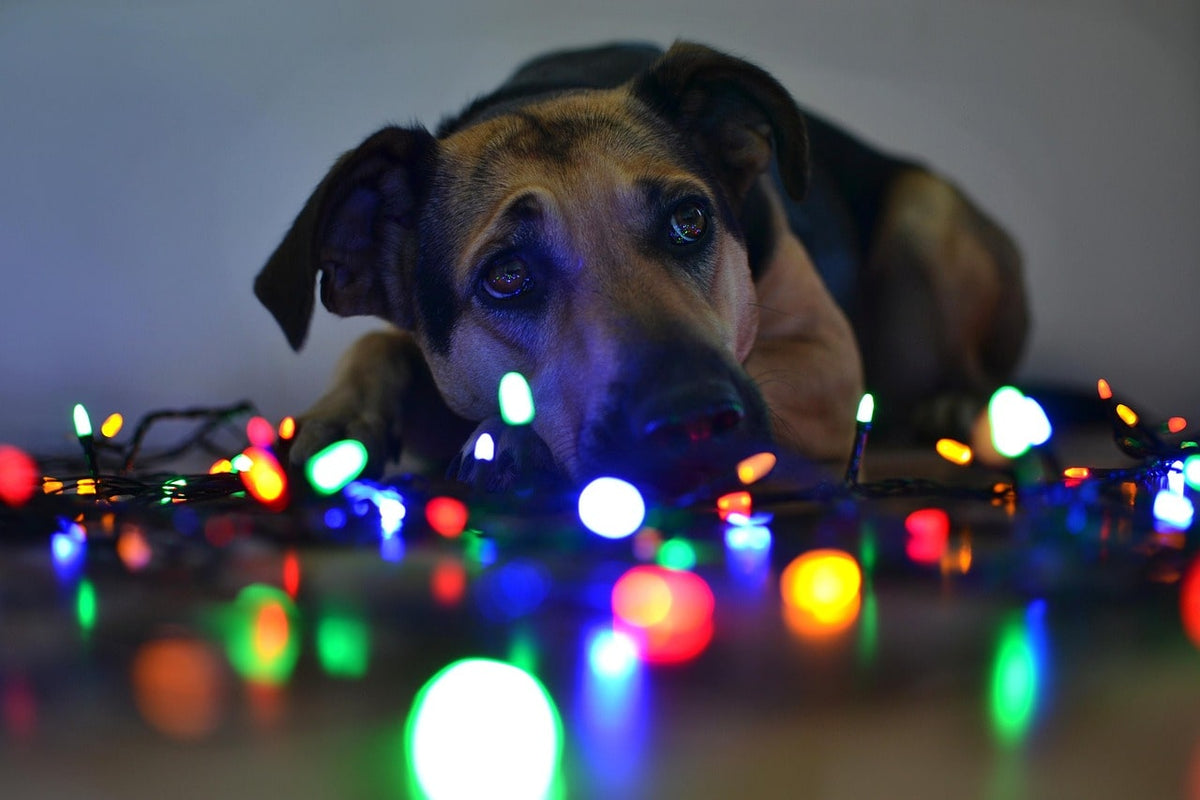 Box de Noël pour chien : une surprise personnalisée à glisser sous le sapin
