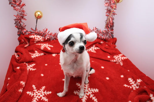 cadeau-pour-chien-noel-pas-cher