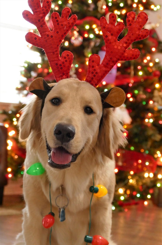 cadeau-chien-pas-cher