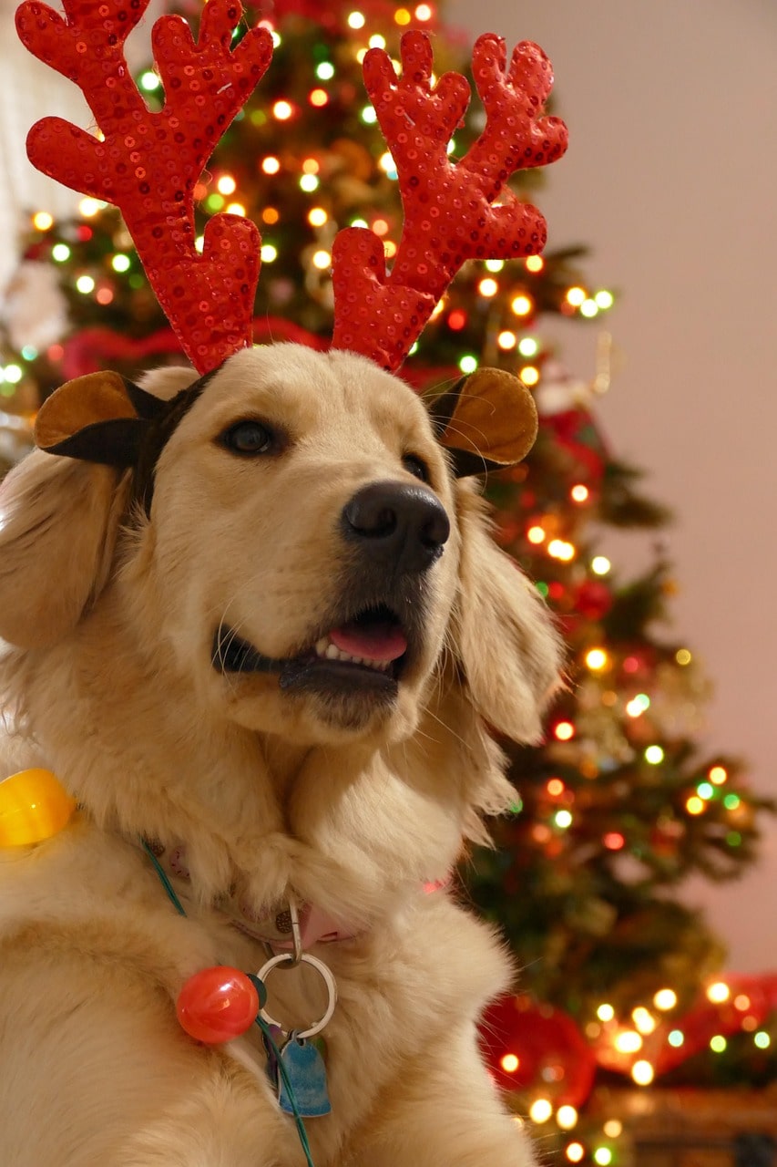 Cadeau Noël chien : toutes nos idées pour un Noël magique avec votre compagnon