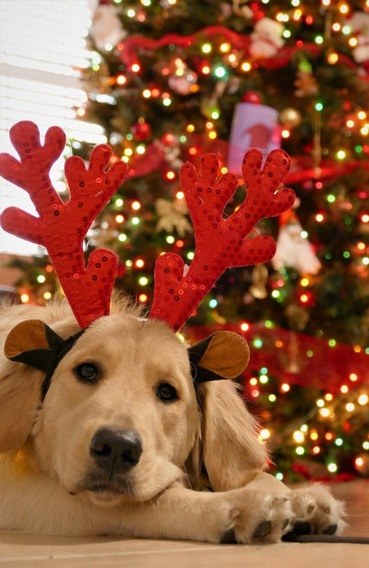 cadeau-chien-maitre