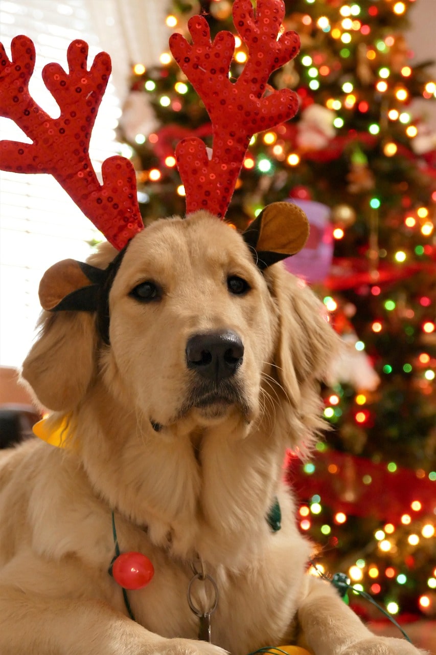 Cadeau Noël pour chien petit ou grand : nos idées adaptées à chaque taille
