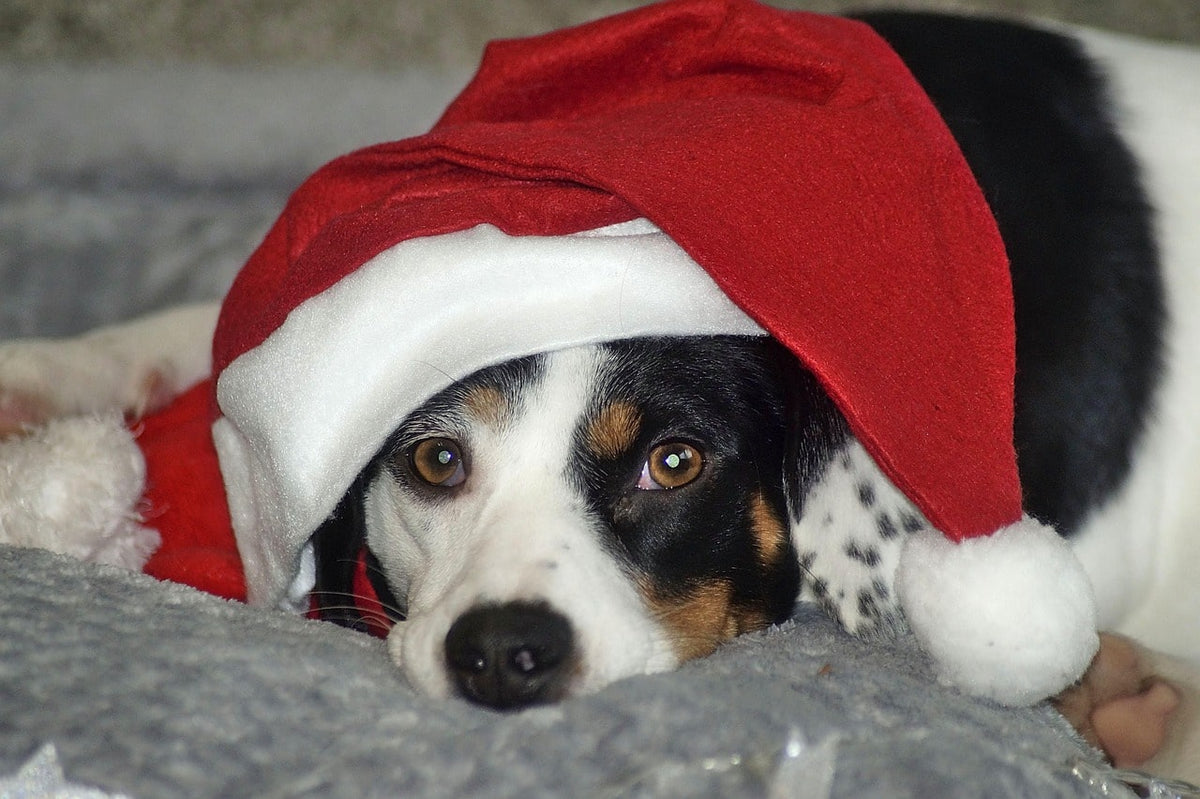 Cadeau Noël chien pour petit ou grand chien : comment bien choisir ?