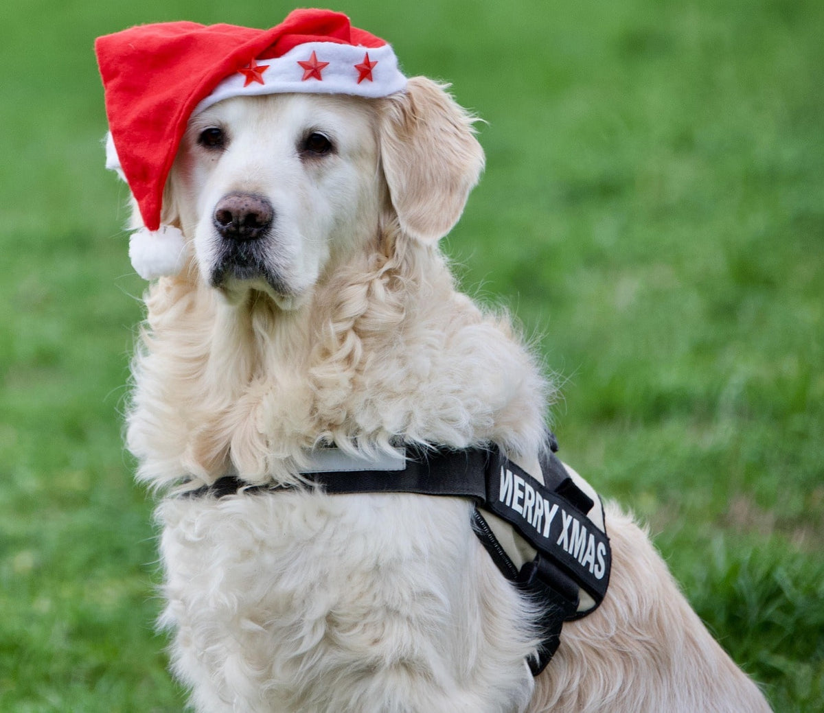 Cadeaux chien : comment choisir un cadeau original pour son chien ?