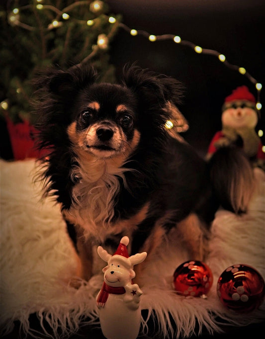 cadeau-chien-choisir-le-meilleur