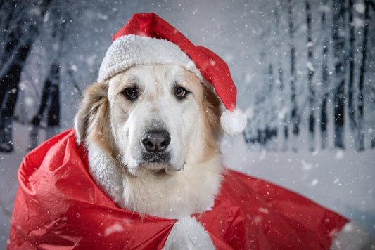 cadeau-de-noel-pour-chiot-premier-noel