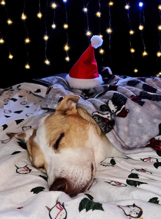 cadeau-chien-idees-personnalisees