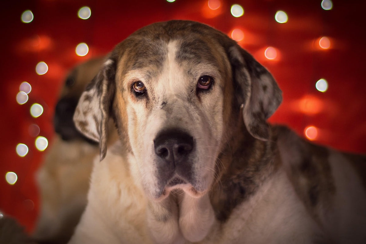 Cadeau Noël chien fait main : un Noël plus responsable et plein de sens