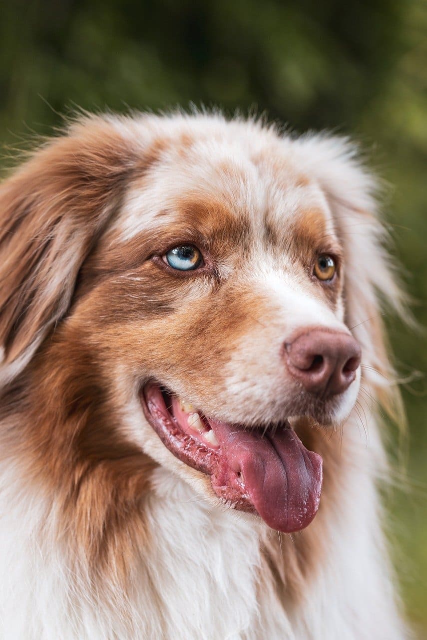 Collier chien artisanal : un accessoire adapté aux chiots comme aux adultes
