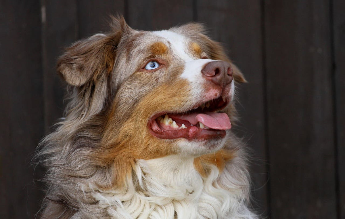 Collier chien artisanal : le choix de l’authenticité et du savoir-faire
